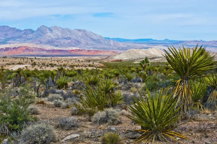 Framed Print : USA, Nevada, Mesquite. Gold Butte National Monument, Million Hills from Gold Butte Road Framed Print : USA, Nevada, Mesquite. Gold Butte National Monument, Million Hills from Gold Butte Road