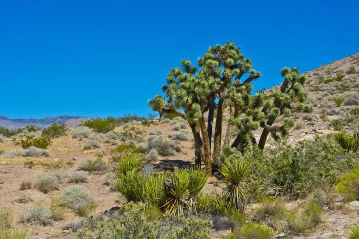 Framed Print : USA, Nevada. Mesquite. Gold Butte National Monument, Blackhawk Road vista
