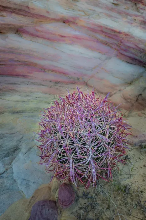 Framed Print : USA, Nevada, Overton, Valley of Fire State Park. Multi-colored rock formation and cactus Framed Print : USA, Nevada, Overton, Valley of Fire State Park. Multi-colored rock formation and cactus