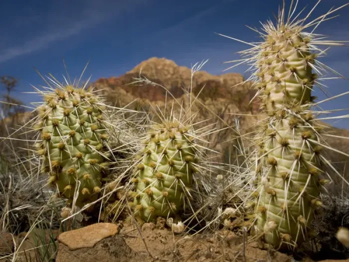 Framed Print : USA, Nevada, Red Rock Canyon Conservation Area, young cholla cactus