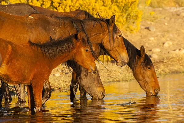 USA, Nevada, Reno. Close-up of wild horses drinking from pond