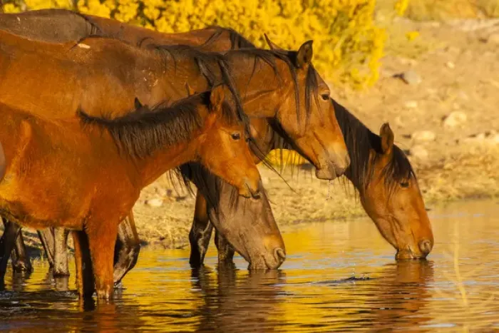 Framed Print : USA, Nevada, Reno. Close-up of wild horses drinking from pond Framed Print : USA, Nevada, Reno. Close-up of wild horses drinking from pond