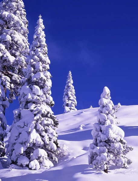 USA, Nevada, Sierra Nevada Range. Snow-covered pine trees