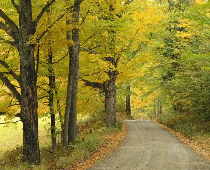 Framed Print : USA, New England, Country road passing by autumn trees