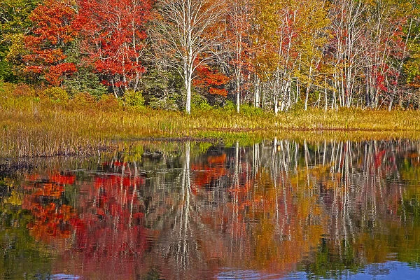 USA, New England, Maine, Lake with Fall colors reflected in calm water