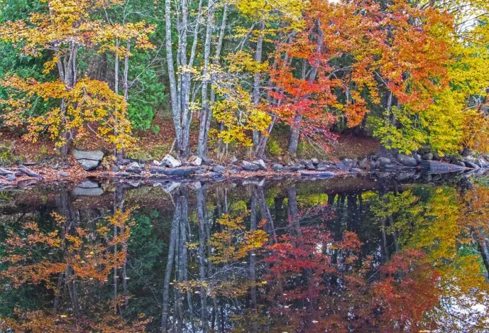 Framed Print : USA, New England, Maine, Lake with Fall colors reflected in calm water Framed Print : USA, New England, Maine, Lake with Fall colors reflected in calm water
