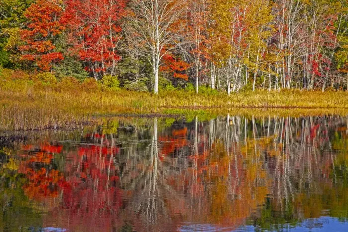 Framed Print : USA, New England, Maine, Lake with Fall colors reflected in calm water Framed Print : USA, New England, Maine, Lake with Fall colors reflected in calm water