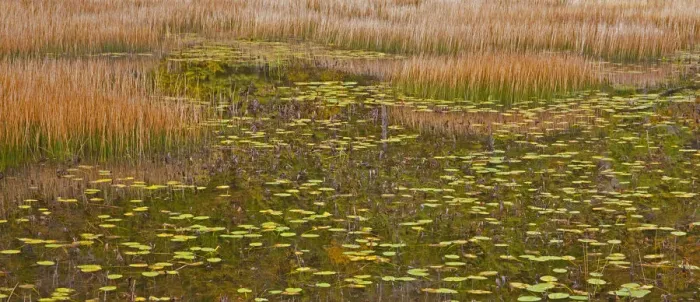 Framed Print : USA, New England, Maine, Mt. Desert Island, Acadia National park with lily pads in small Framed Print : USA, New England, Maine, Mt. Desert Island, Acadia National park with lily pads in small