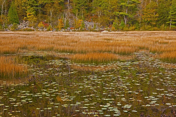 USA, New England, Maine, Mt. Desert Island, Acadia National park with lily pads in small