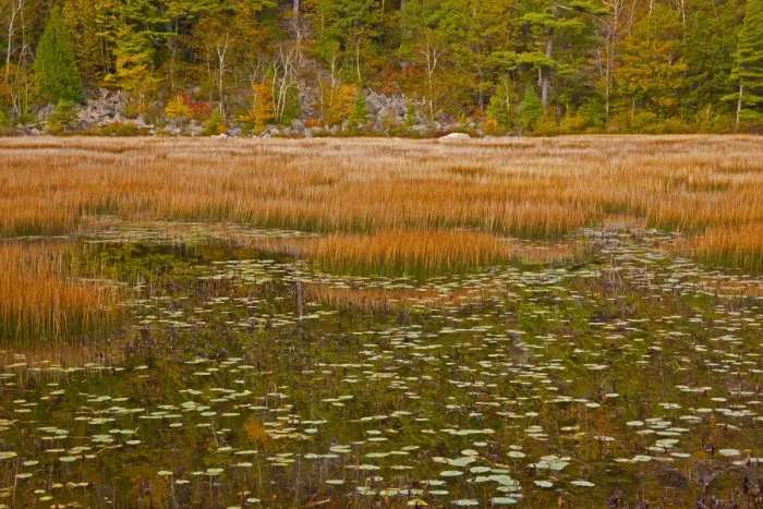 Framed Print : USA, New England, Maine, Mt. Desert Island, Acadia National park with lily pads in small