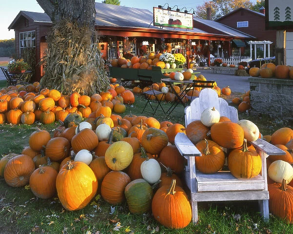 USA, New England, Maine, Wells. Autumn display of pumpkins at store. Credit as: Steve