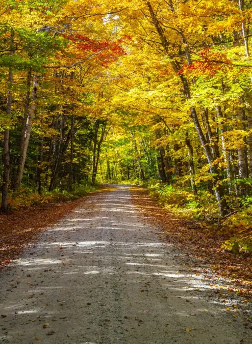 Framed Print : USA, New England, Maine, Wild River gravel road lined with Fall colored Birch