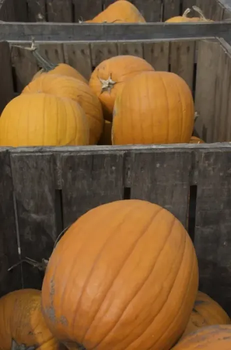 Framed Print : USA, New England, Massachusetts, Natick, Lookout Farm, pumpkins in wooden bins Framed Print : USA, New England, Massachusetts, Natick, Lookout Farm, pumpkins in wooden bins