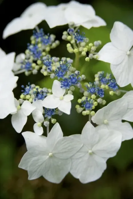 Framed Print : USA, New England, Massachusetts, Cape Cod, Centerville, Lace cap Hydrangea Framed Print : USA, New England, Massachusetts, Cape Cod, Centerville, Lace cap Hydrangea