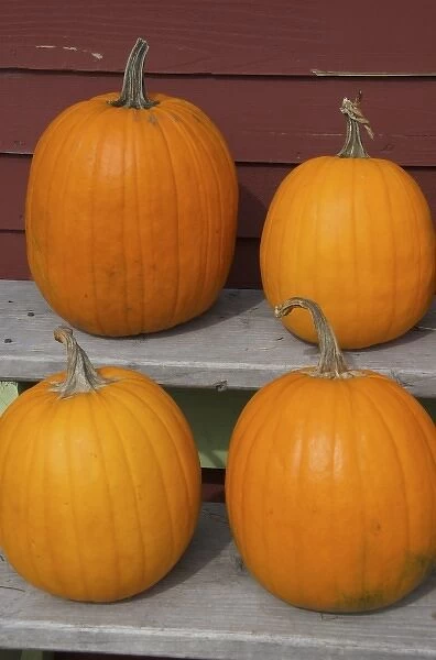 USA, New England, Massachusetts, Natick, Lookout Farm, pumpkins