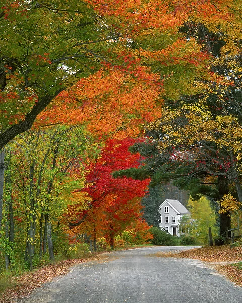 USA, New England, New Hampshire, Andover. Road lined in fall color. Credit as: Steve