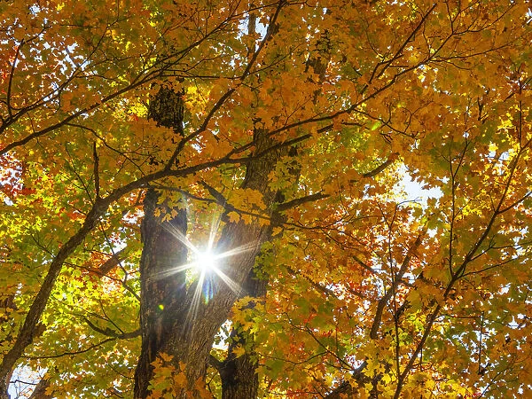 USA, New England, Vermont Autumn looking up into Sugar Maple Trees with star burst