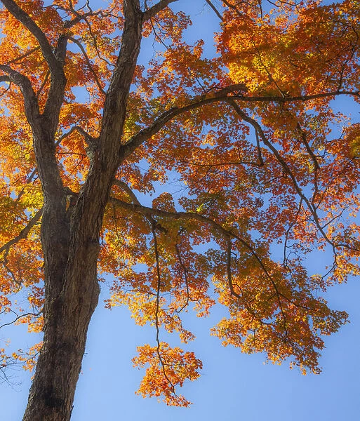 USA, New England, Vermont Autumn looking up into Sugar Maple Trees