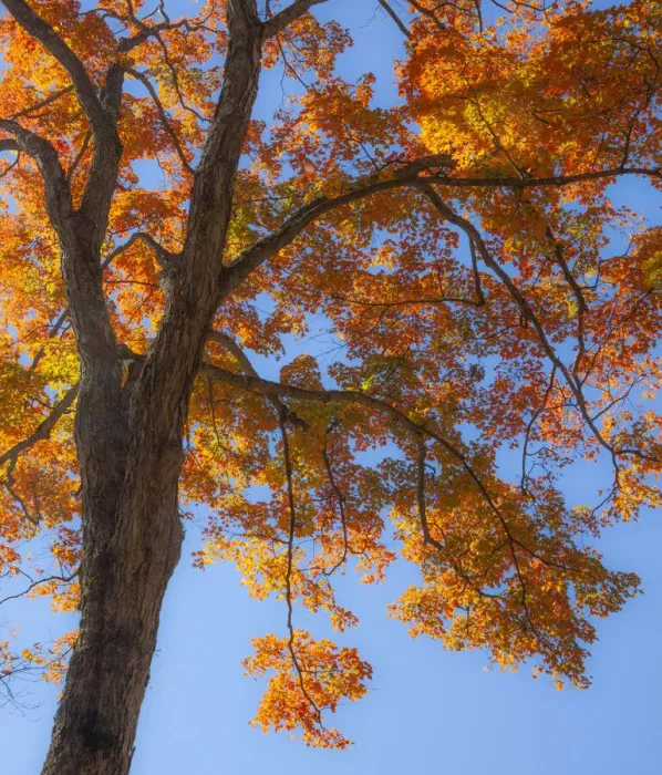 Framed Print : USA, New England, Vermont Autumn looking up into Sugar Maple Trees