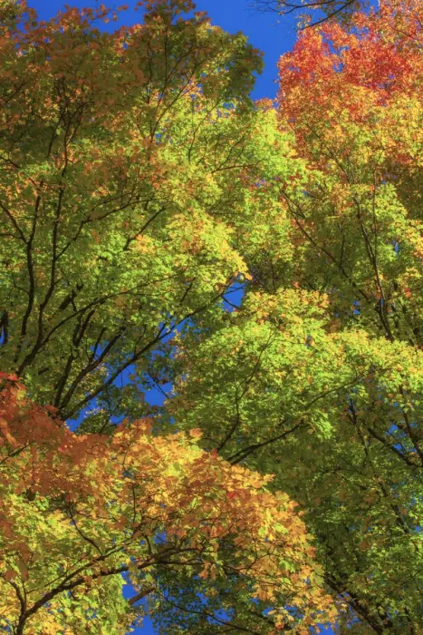 Framed Print : USA, New England, Vermont Autumn looking up into Sugar Maple Trees