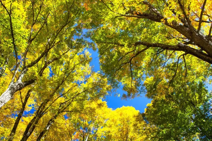 Framed Print : USA, New England, Vermont Autumn looking up into Sugar Maple Trees