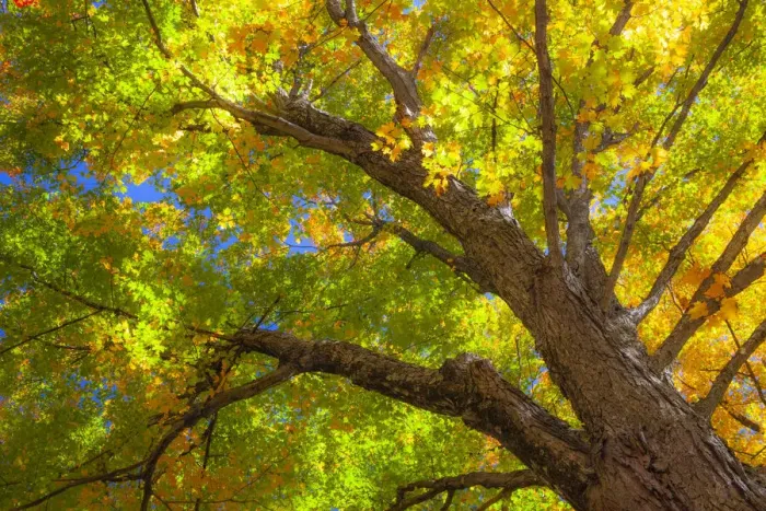 Framed Print : USA, New England, Vermont Autumn looking up into Sugar Maple Trees Framed Print : USA, New England, Vermont Autumn looking up into Sugar Maple Trees