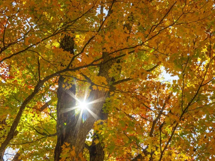 Framed Print : USA, New England, Vermont Autumn looking up into Sugar Maple Trees with star burst