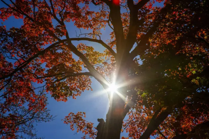 Framed Print : USA, New England, Vermont Autumn looking up into Sugar Maple Trees with star burst