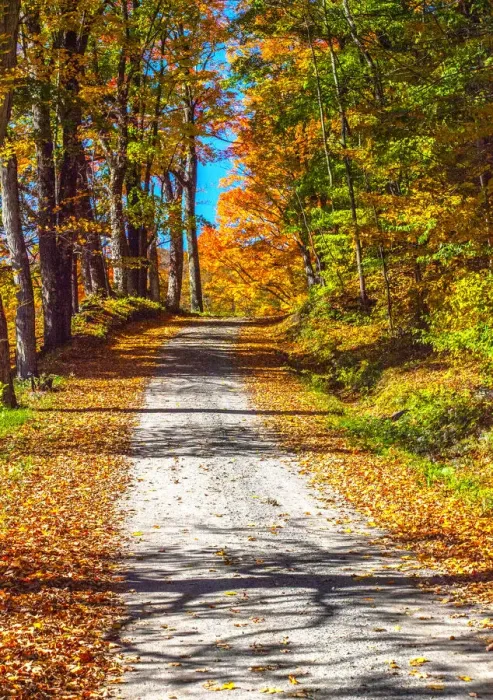 Framed Print : USA, New England, Vermont gravel road lined with sugar maple in full Fall color Framed Print : USA, New England, Vermont gravel road lined with sugar maple in full Fall color
