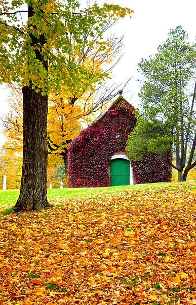 USA, New England, Vermont old brick building covered with ivy in Fall color
