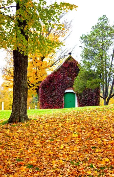 Framed Print : USA, New England, Vermont old brick building covered with ivy in Fall color Framed Print : USA, New England, Vermont old brick building covered with ivy in Fall color
