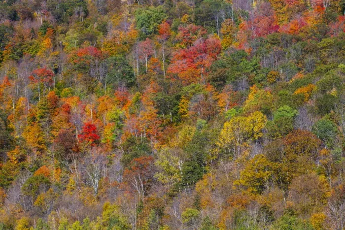 Framed Print : USA, New England, Vermont, Plymouth, Fall colors on hillside Framed Print : USA, New England, Vermont, Plymouth, Fall colors on hillside