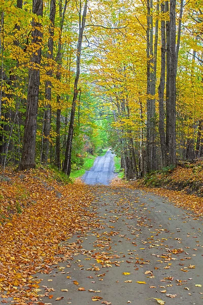 USA, New England, Vermont tree-lined roadway in Autumns Fall colors