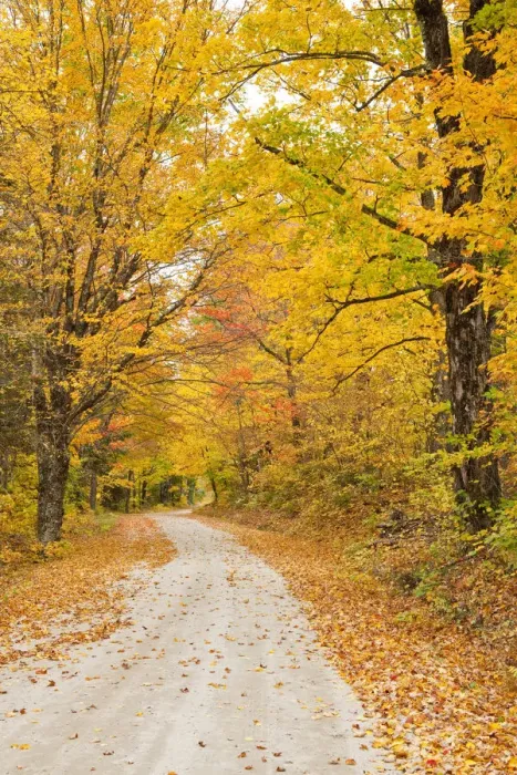 Framed Print : USA, New England, Vermont tree-lined roadway in Autumns Fall colors Framed Print : USA, New England, Vermont tree-lined roadway in Autumns Fall colors