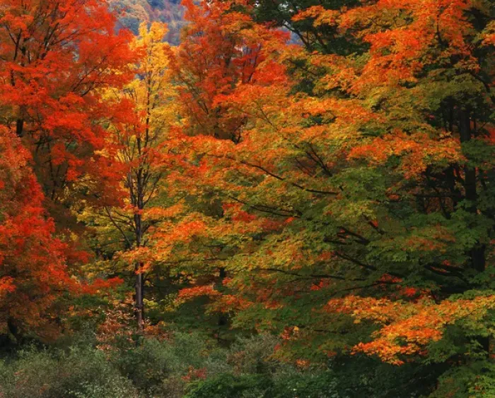 Framed Print : USA, New England, View of autumn forest