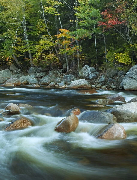 USA, New Hampshire. Autumn trees and flowing river