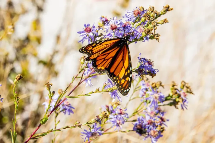 Framed Print : USA, New Hampshire, Bretton Woods, Omni Mount Washington Resort porch, monarch butterfly on aster Framed Print : USA, New Hampshire, Bretton Woods, Omni Mount Washington Resort porch, monarch butterfly on aster
