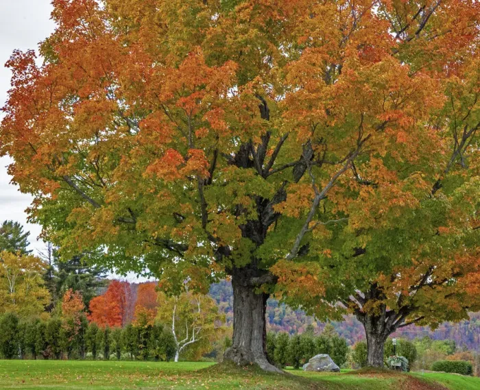 Framed Print : USA, New Hampshire, Fall colors with White Birch and Maple trees