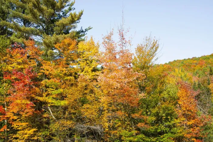 Framed Print : USA, New Hampshire, fall foliage Bretton Woods at base of Mount Washington