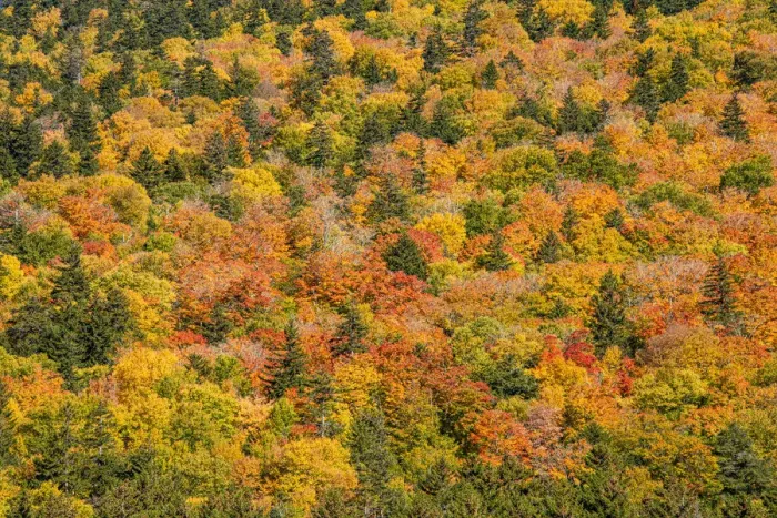 Framed Print : USA, New Hampshire, fall foliage Bretton Woods at base of Mount Washington Framed Print : USA, New Hampshire, fall foliage Bretton Woods at base of Mount Washington