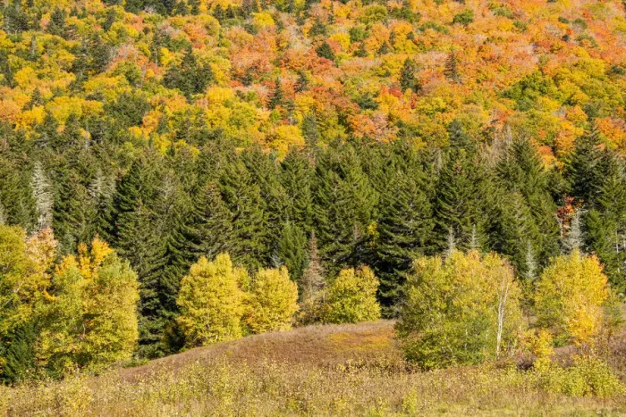 Framed Print : USA, New Hampshire, fall foliage Bretton Woods at base of Mount Washington Framed Print : USA, New Hampshire, fall foliage Bretton Woods at base of Mount Washington