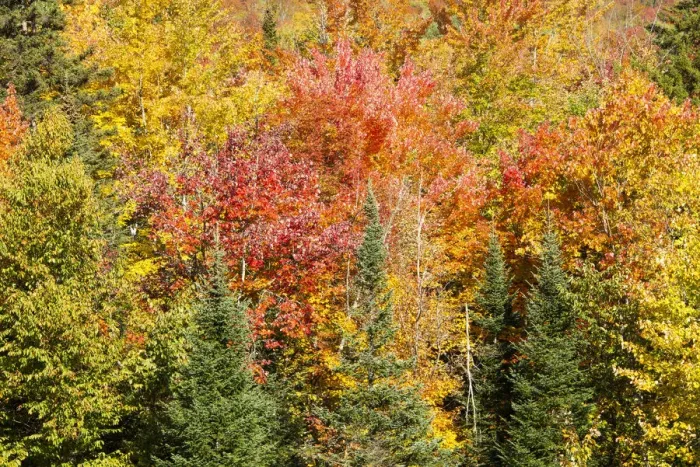 Framed Print : USA, New Hampshire, fall foliage Bretton Woods at base of Mount Washington