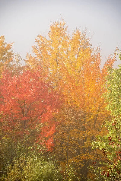 USA, New Hampshire, fall foliage north of Whitefield, along Rt. 3