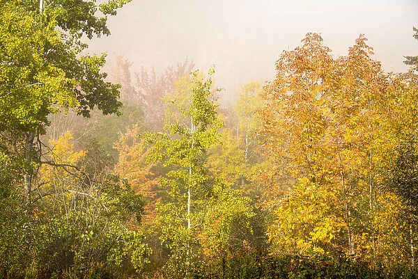 USA, New Hampshire, fall foliage north of Whitefield, along Rt. 3