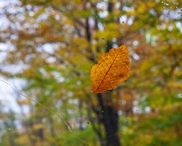 USA, New Hampshire fallen Beech leaf on wet windshield Autumn