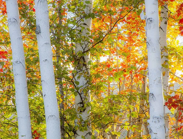 USA, New Hampshire, Franconia, Autumn Colors surrounding group of White Birch tree trunks
