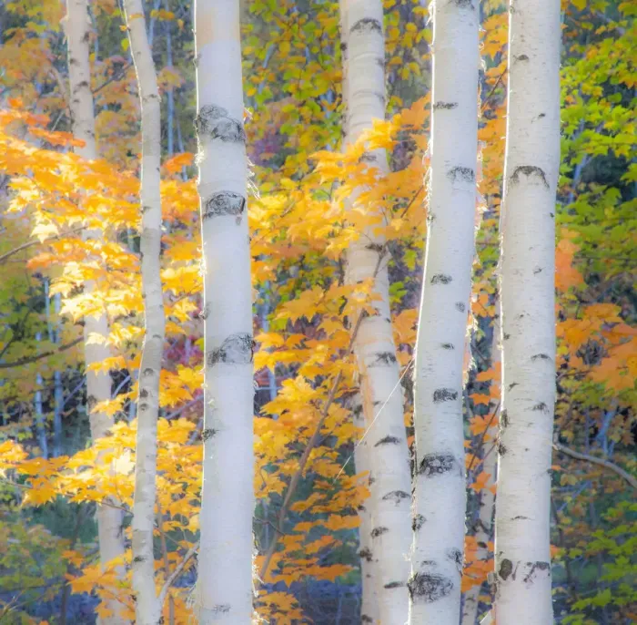 Framed Print : USA, New Hampshire, Franconia, Autumn Colors surrounding group of White Birch tree trunks Framed Print : USA, New Hampshire, Franconia, Autumn Colors surrounding group of White Birch tree trunks