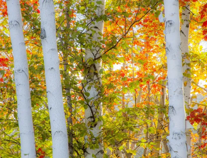 Framed Print : USA, New Hampshire, Franconia, Autumn Colors surrounding group of White Birch tree trunks