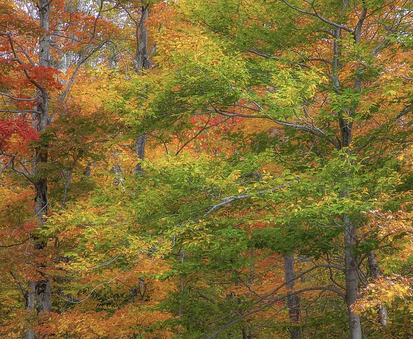 USA, New Hampshire, Franconia hardwood forest of maple trees in Autumn