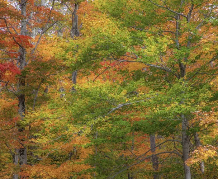 Framed Print : USA, New Hampshire, Franconia hardwood forest of maple trees in Autumn Framed Print : USA, New Hampshire, Franconia hardwood forest of maple trees in Autumn